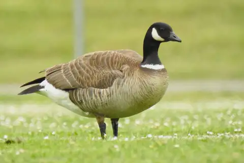 Cackling Goose