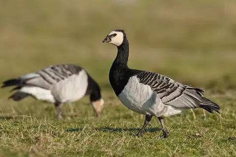 Barnacle Goose
