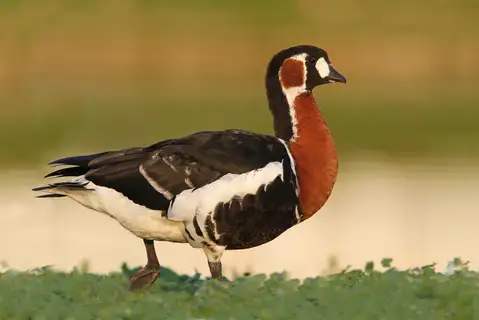 Red-breasted Goose