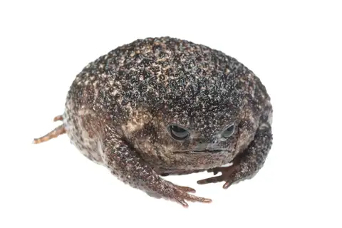 Strawberry Rain Frog