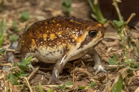 Common Rain Frog
