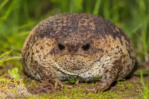 Giant Rain Frog