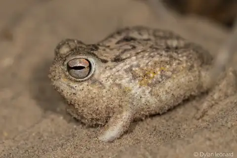 Desert Rain Frog