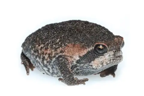 Mountain Rain Frog