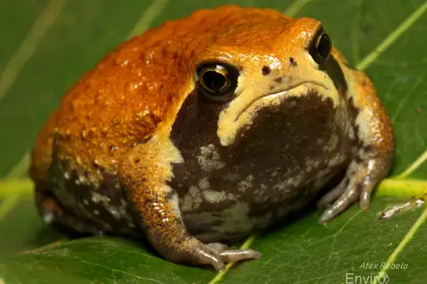 Mozambique Rain Frog