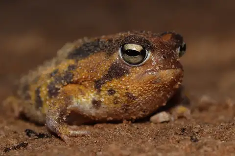 Namaqua Rain Frog