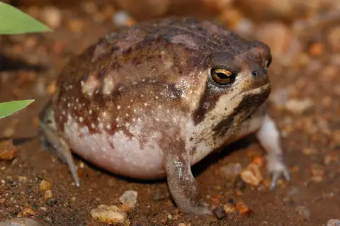 Ndumo Rain Frog