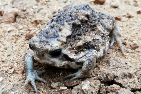 Thicket Rain Frog