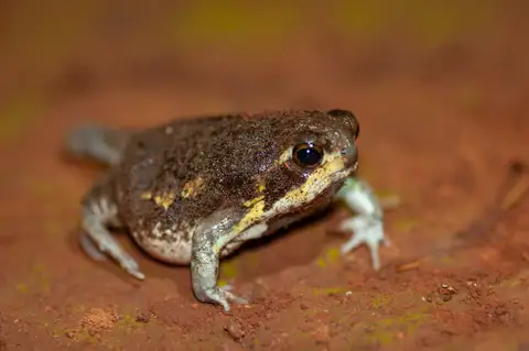 Power's Rain Frog