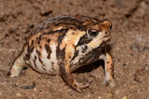 Rose's Rain Frog