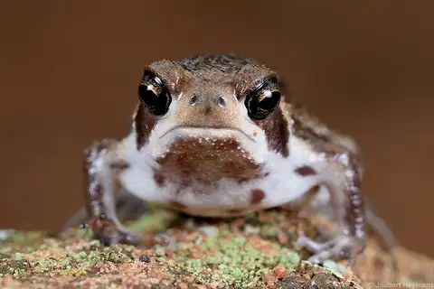 Whistling Rain Frog