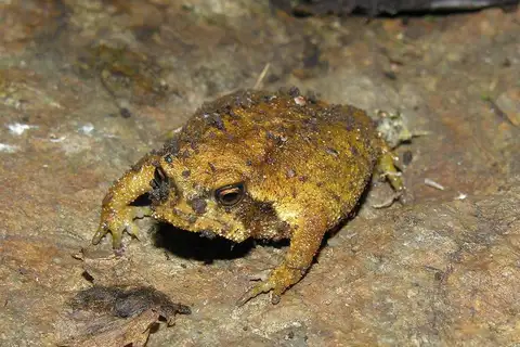 Forest Rain Frog