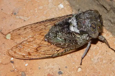 Shrill Thorntree Cicada