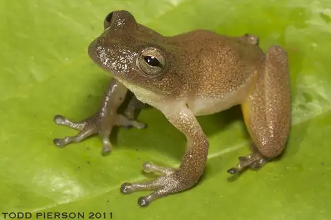 Bromeliad tree frog