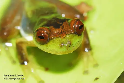 Pine Forest Bromeliad Tree Frog