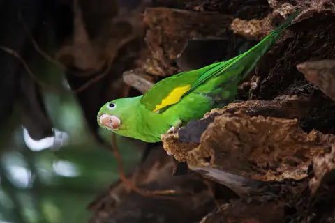 Yellow-chevroned Parakeet
