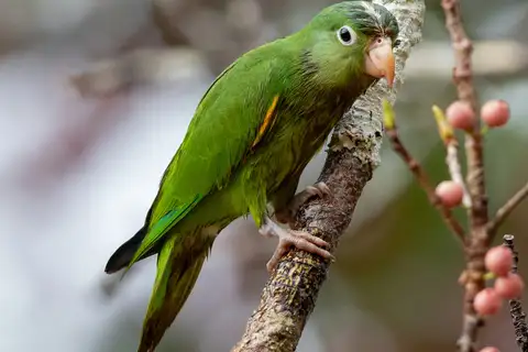 Golden-winged Parakeet