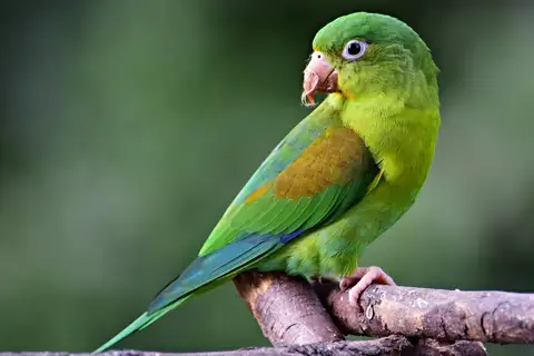 Orange-chinned Parakeet