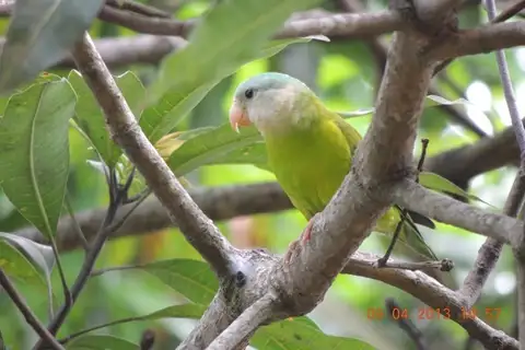 Grey-cheeked Parakeet