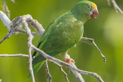 Tui Parakeet