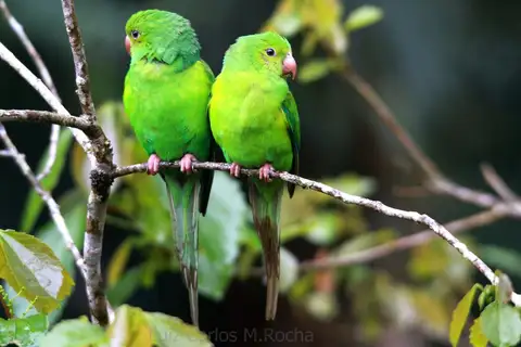 Plain Parakeet
