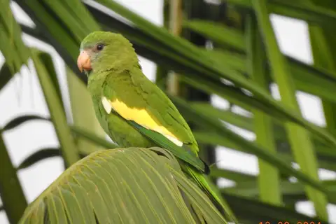 White-winged Parakeet