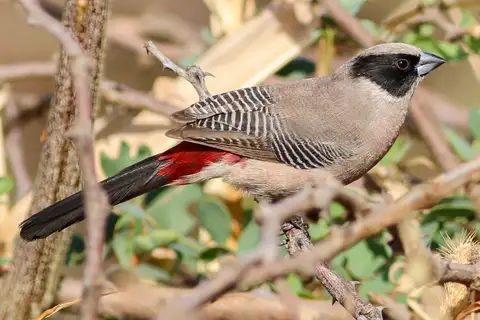 Black-cheeked Waxbill