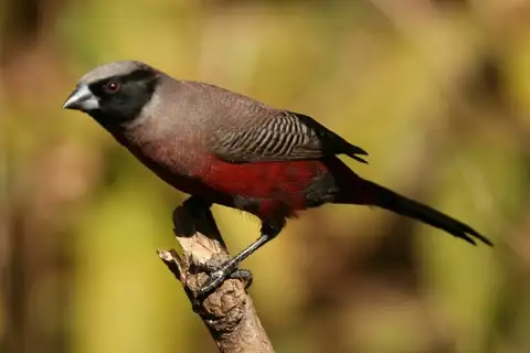 Black-faced Waxbill
