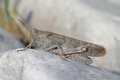 Speckled Buzzing Grasshopper