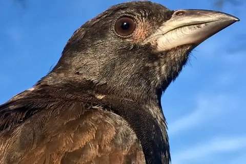 White-billed Buffalo Weaver