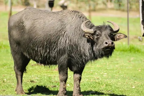 Domestic Water Buffalo
