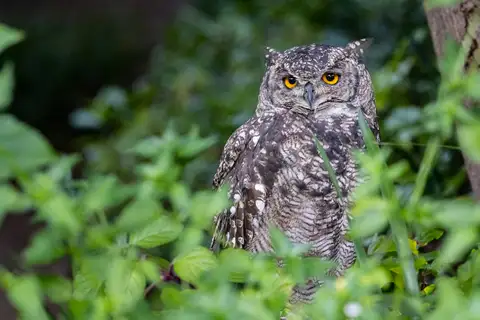 Spotted Eagle-Owl