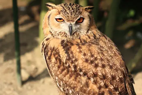Pharaoh Eagle-Owl