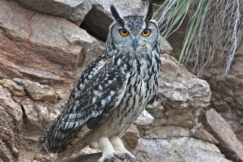 Indian Eagle-Owl