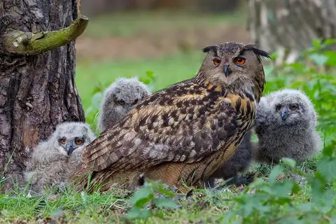 Eurasian Eagle-Owl
