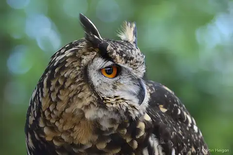 Cape Eagle-Owl