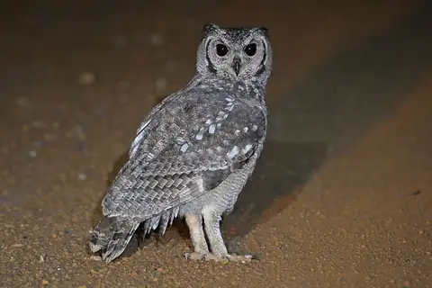 Greyish Eagle-Owl