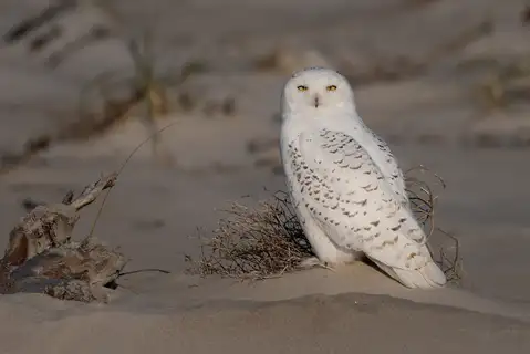 Snowy Owl