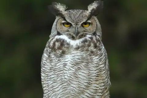 Great Horned Owl
