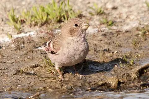 Mongolian Finch
