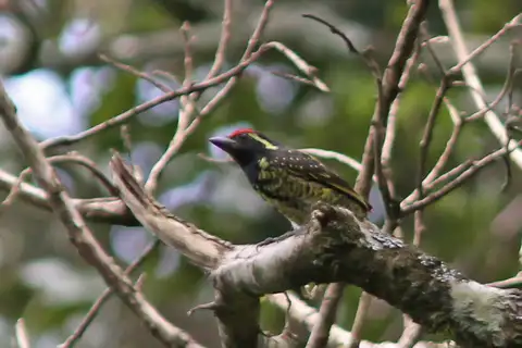 Yellow-spotted Barbet