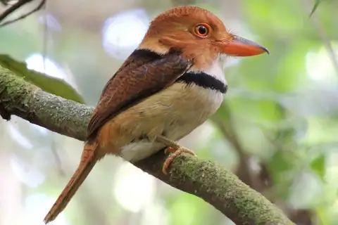 Collared Puffbird