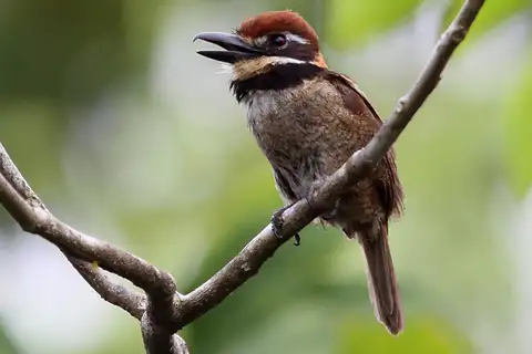 Chestnut-capped Puffbird