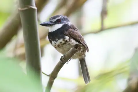 Sooty-capped Puffbird