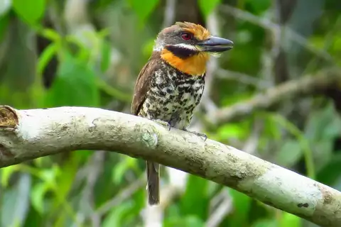 Spotted Puffbird