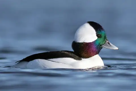 Bufflehead