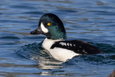 Barrow's Goldeneye
