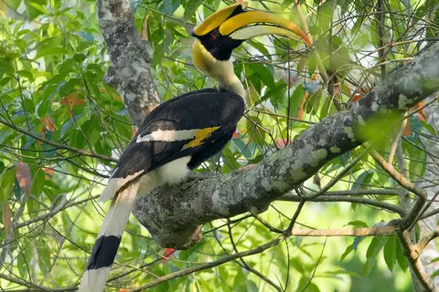 Great Hornbill