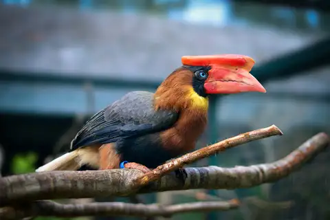 Rufous Hornbill