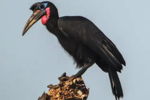 Abyssinian Ground Hornbill
